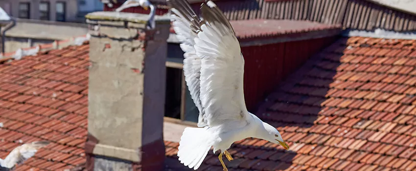 Residential Chimney Animal Removal Solution in Santa Clara, CA